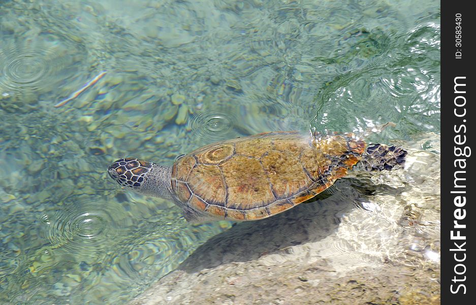 A Sea Turtle.