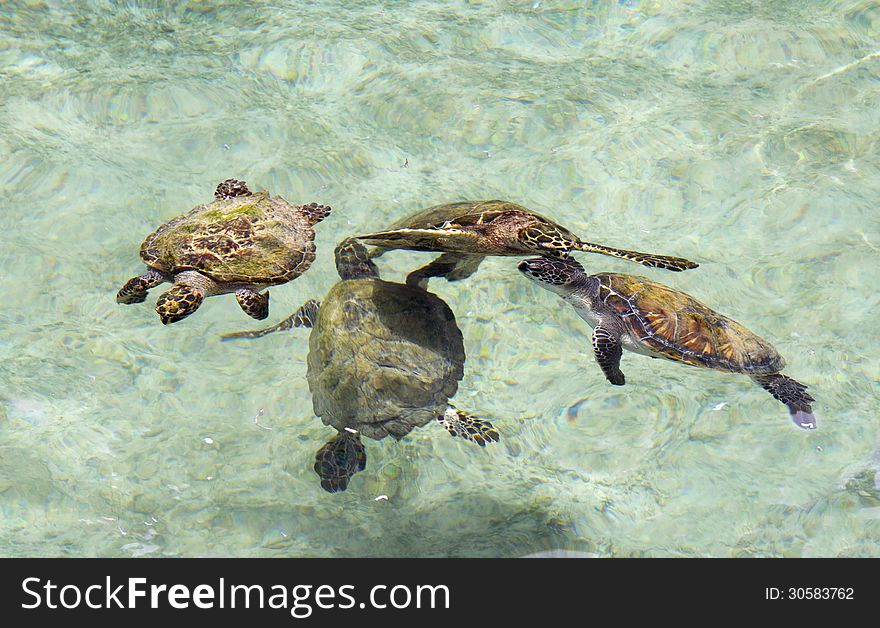 Sea turtles.
