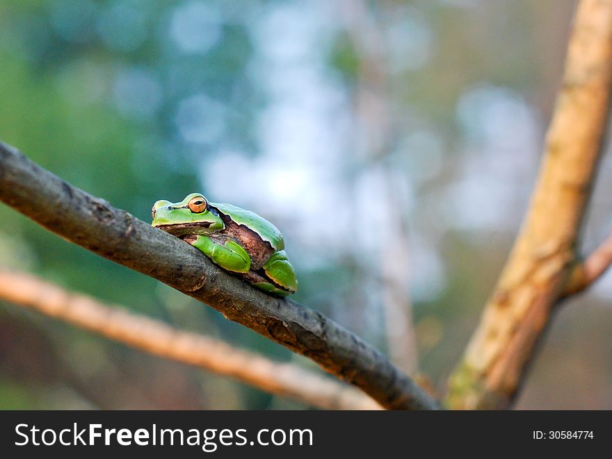 The young frog on a tree branch in April