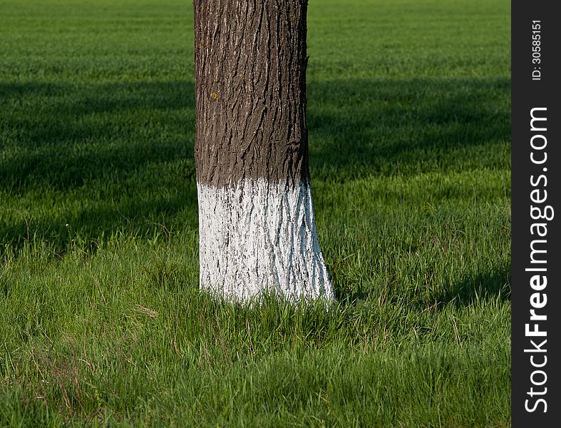 Trunk of the painted tree against a green grass in a sunny day. Trunk of the painted tree against a green grass in a sunny day