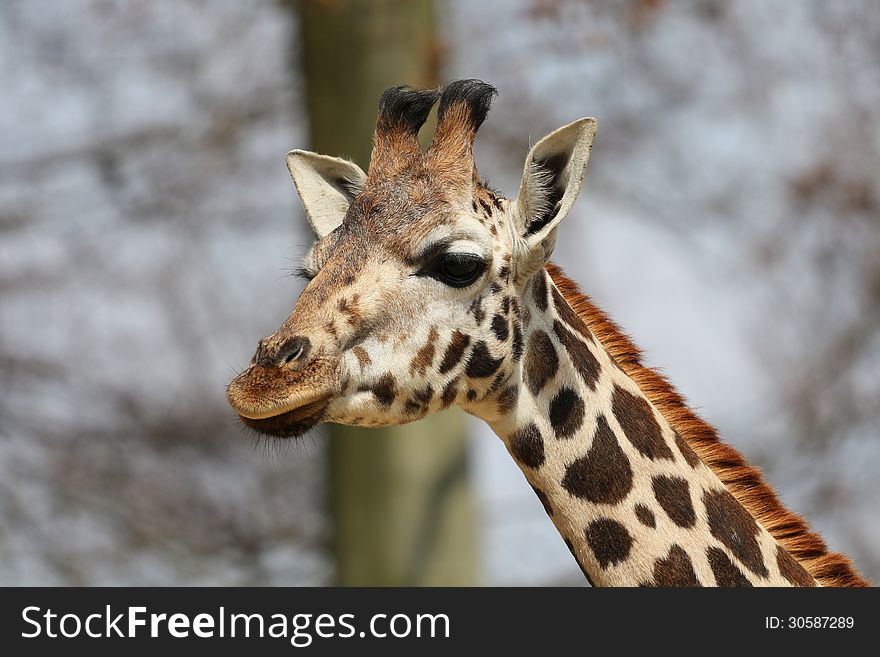 Giraffe portrait of the Wild