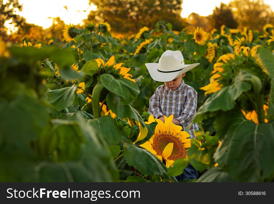 Young Farmer in Sunflower Field