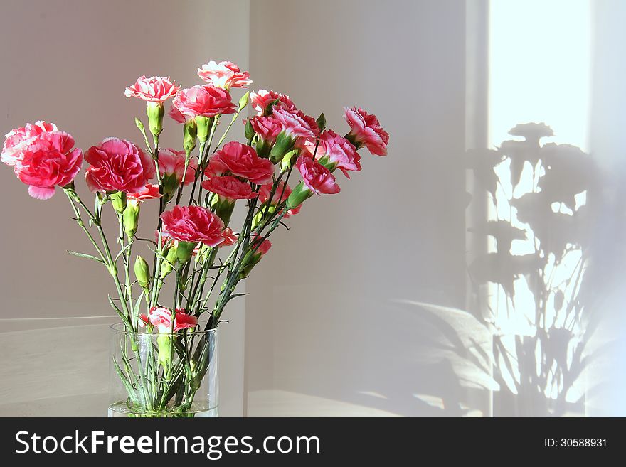 Pink carnations on a white background