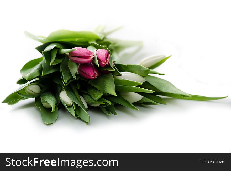 Bouquet of pink and white tulips on a white background. Bouquet of pink and white tulips on a white background.