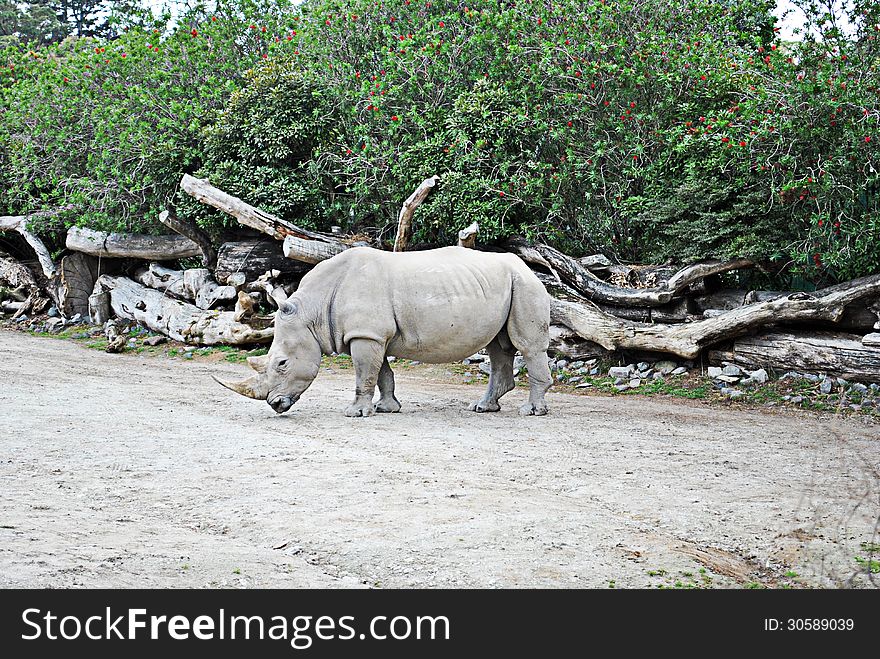 Side profile of white rhinoceros standing on clear ground