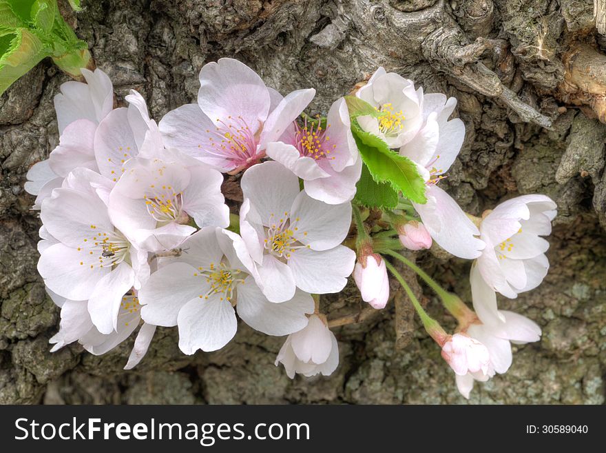 Closeup of beautiful white and pinkish cherry blossoms blooming on trunk of tree