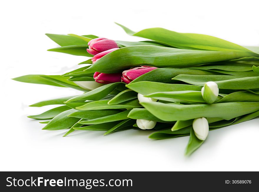 Bouquet of pink and white tulips on a white background. Bouquet of pink and white tulips on a white background.