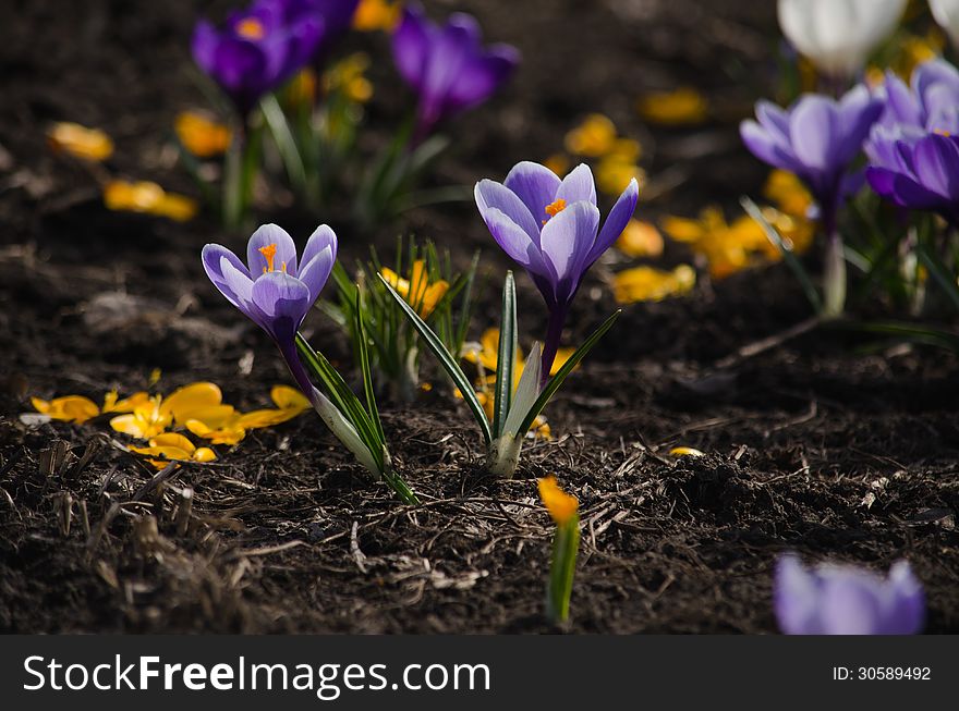 Purple crocuses are growing on a bed.