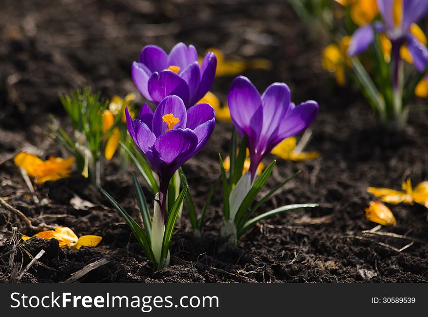 Purple crocuses are growing on a bed.