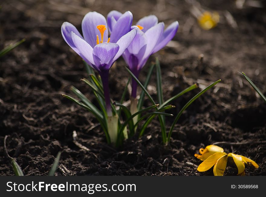 Purple crocuses are growing on a bed.