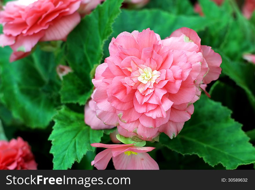 Beautiful flower in the garden