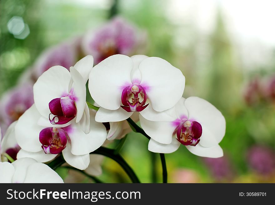 Blooming Orchids in the Garden
