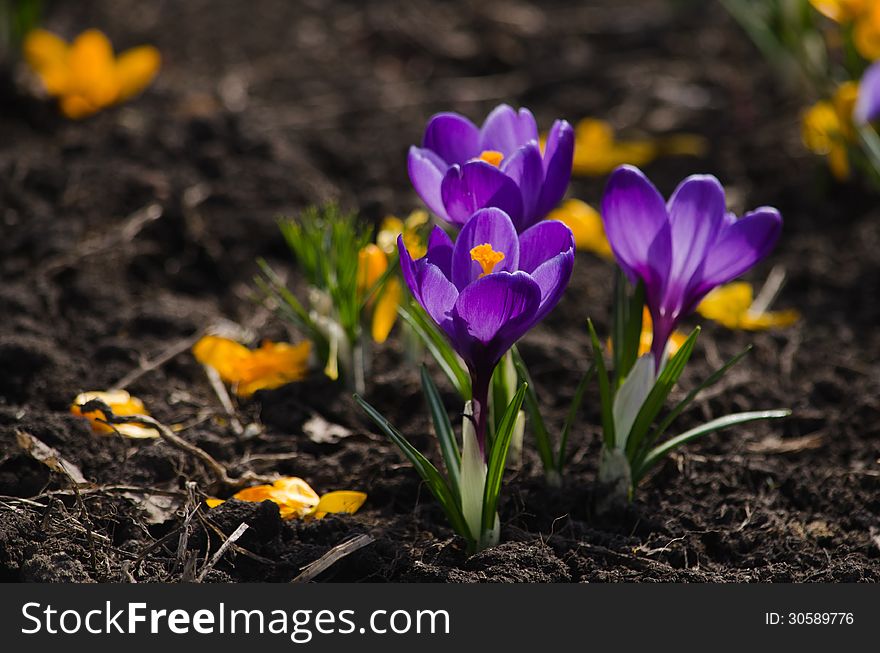 Purple crocuses are growing on a bed.