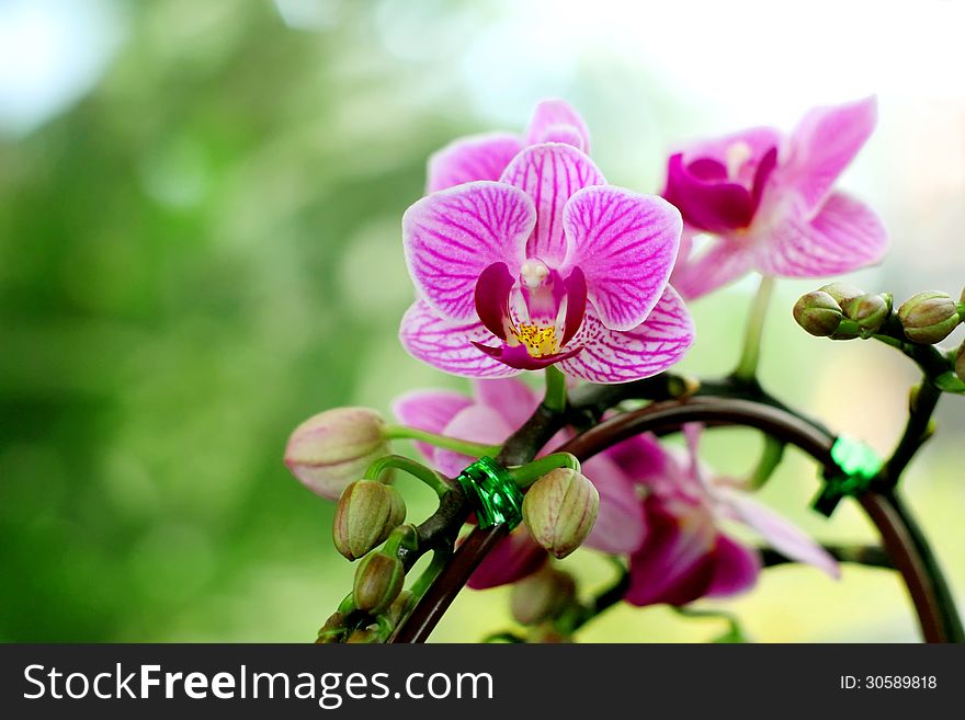 Blooming Orchids in the Garden