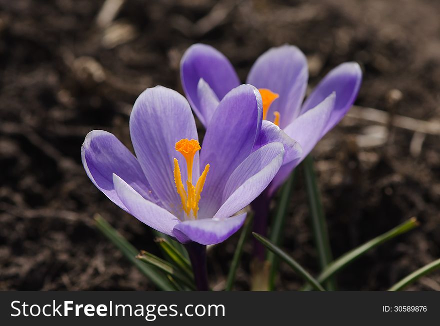 Purple crocuses are growing on a bed.