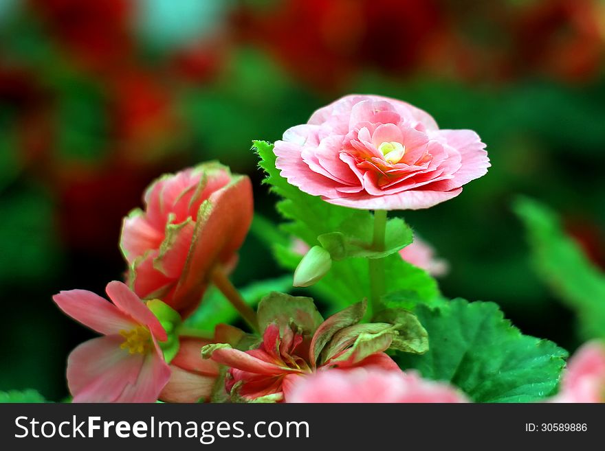 Beautiful flower in the garden