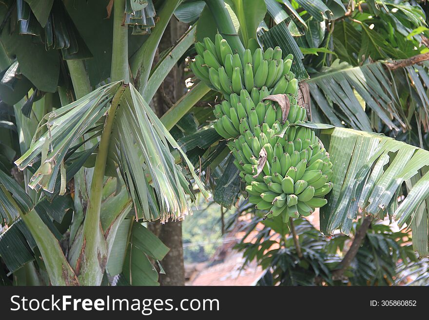 Bananas are just waiting to be ready to harvest