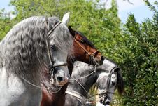 Parade Horses Stock Image Parade Horses Stock Image