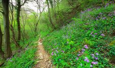 Wild Flowers In A Mountain Forest In Spring Royalty Free Stock Photography Wild Flowers In A Mountain Forest In Spring Royalty Free Stock Photography