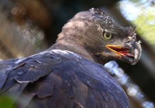 Eagle Royalty Free Stock Images Eagle Royalty Free Stock Images