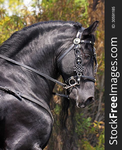 Beautiful Black Horse Marching In Parade. Beautiful Black Horse Marching In Parade