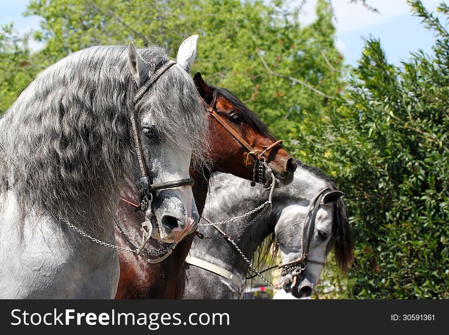 Beautiful Gray And Brown Horses Marching In Parade. Beautiful Gray And Brown Horses Marching In Parade