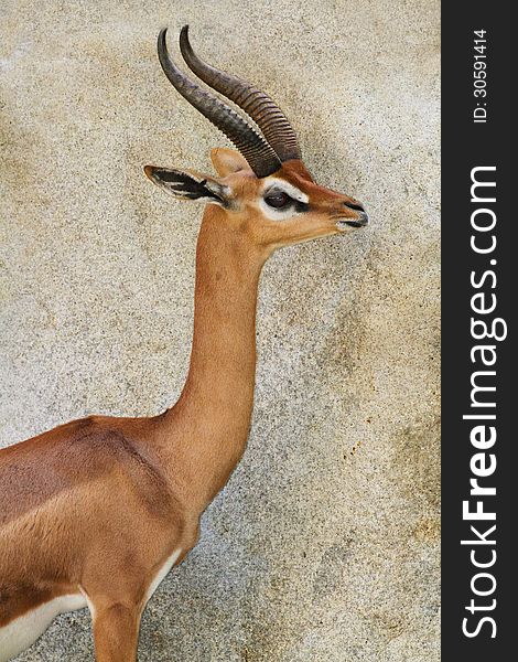 Male Gerenuk Profile Against A Granite Background