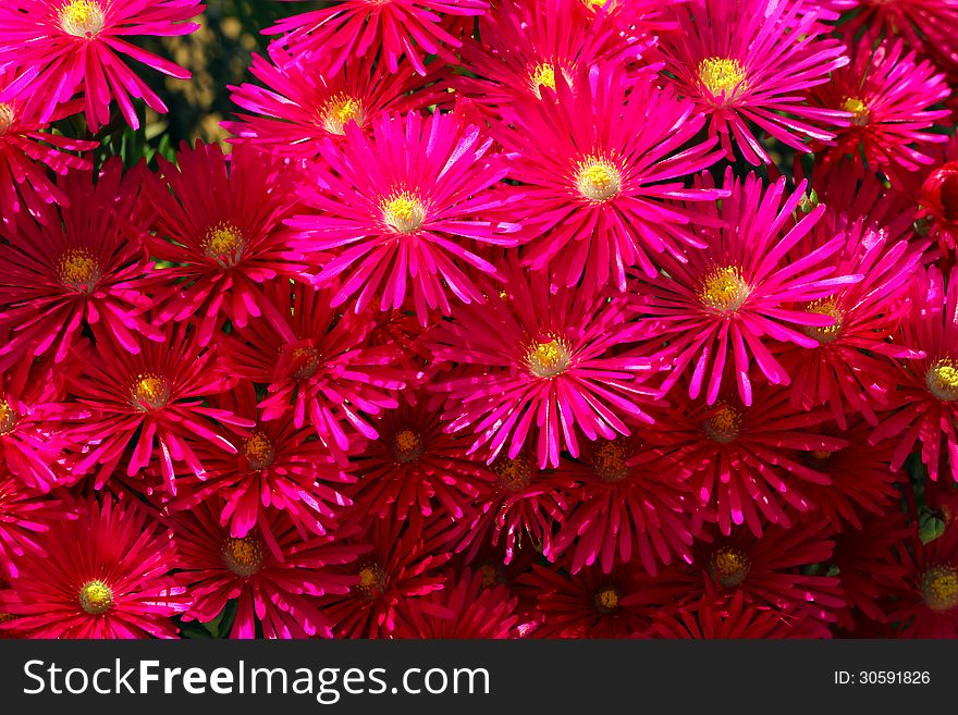 Bright magenta lantana blooming flowers