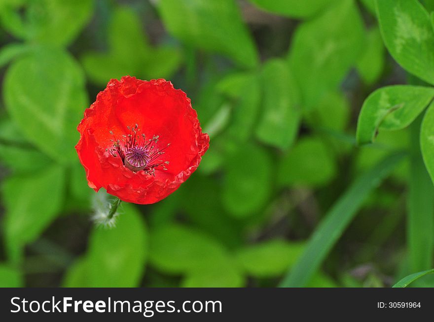 Red, beautiful flower on a green background. Red, beautiful flower on a green background