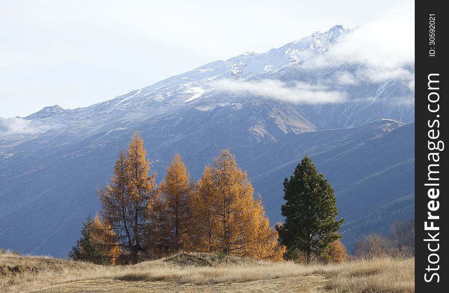 Beautiful scenery of yellow pine wood, southern alps mountain valleys New Zealand