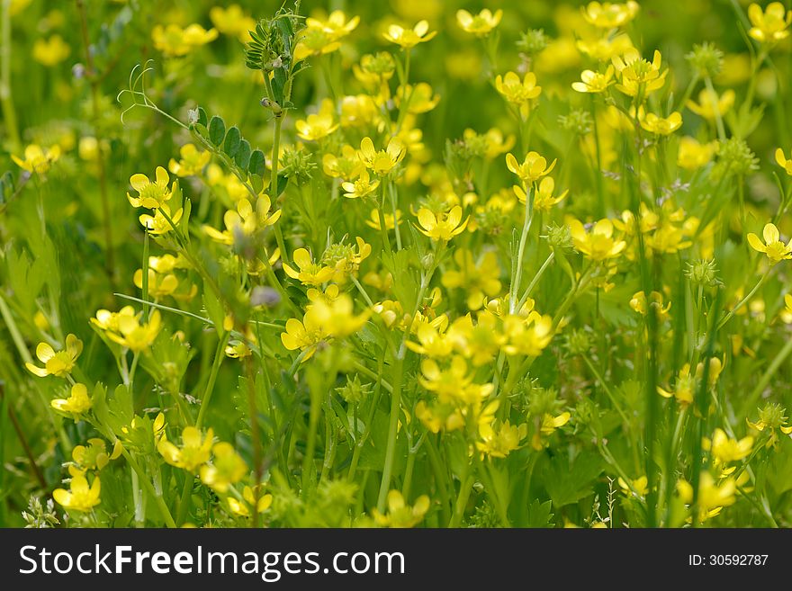 Yellow wild flowers