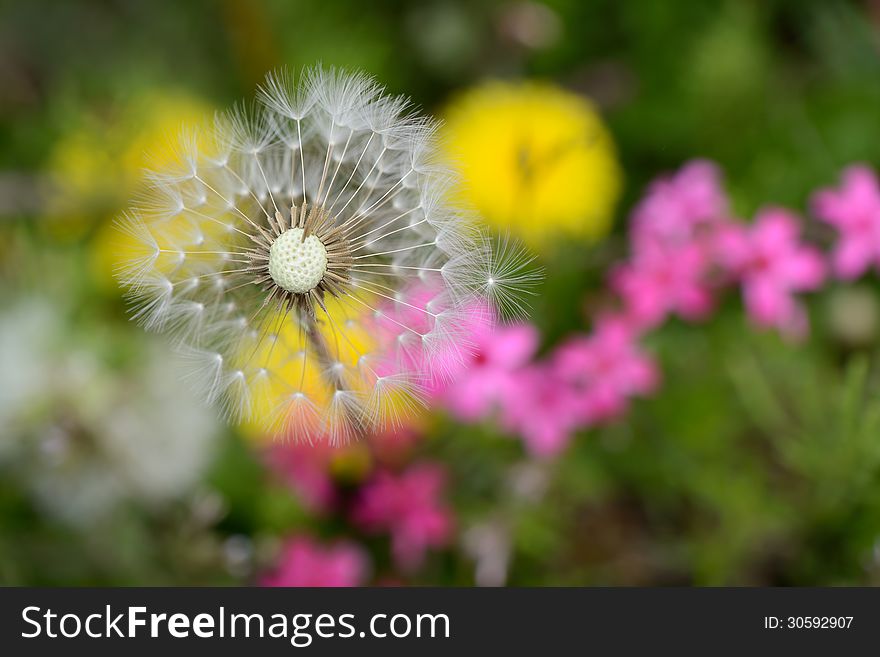 White dandelion