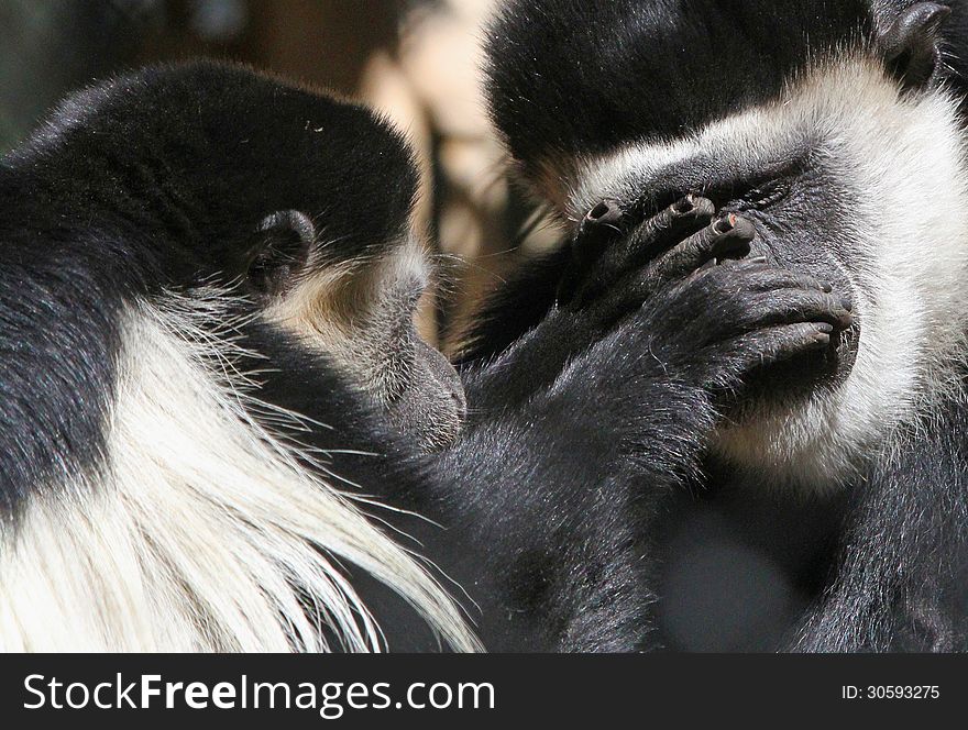 Black and white monkeys grooming each other. Black and white monkeys grooming each other