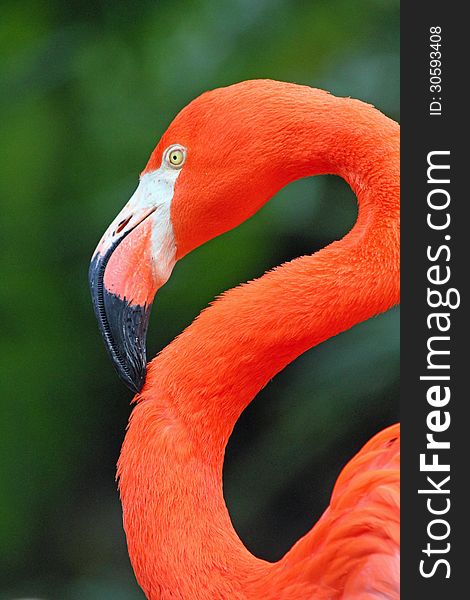 Close up of orange red tropical flamingo head and neck