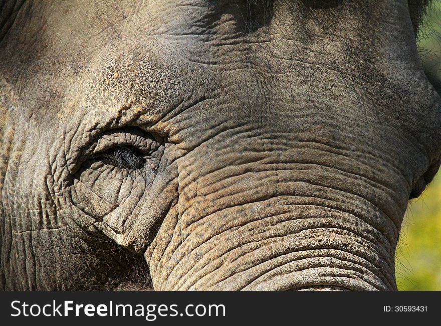 Close up of Indian bull pachyderm. Close up of Indian bull pachyderm