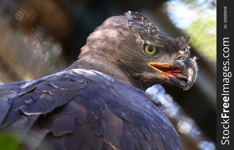 African Crowned Eagle Close Up With Open Beak