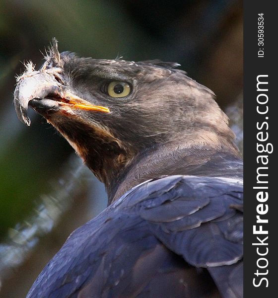 African Crowned Eagle Close Up Detail