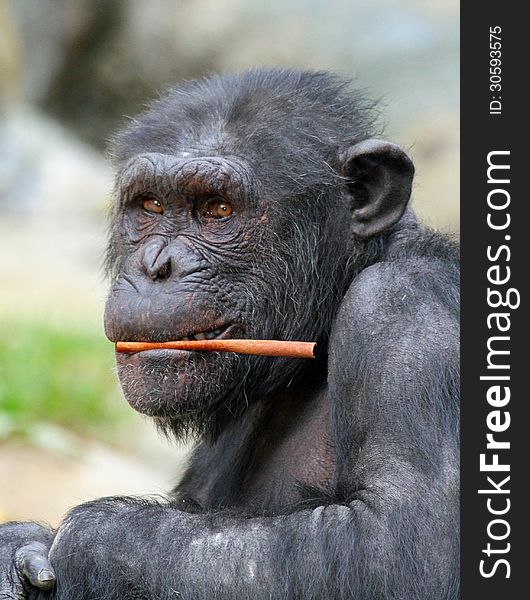 Close up detail of chimp with stick in mouth. Close up detail of chimp with stick in mouth