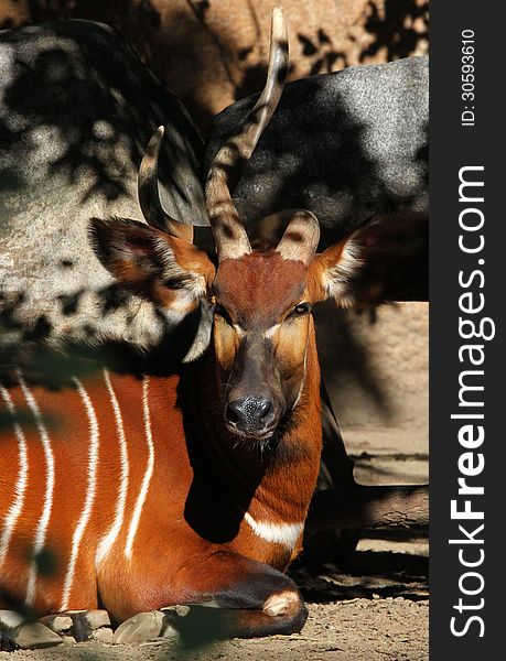 African Bongo sitting in scattered shade. African Bongo sitting in scattered shade