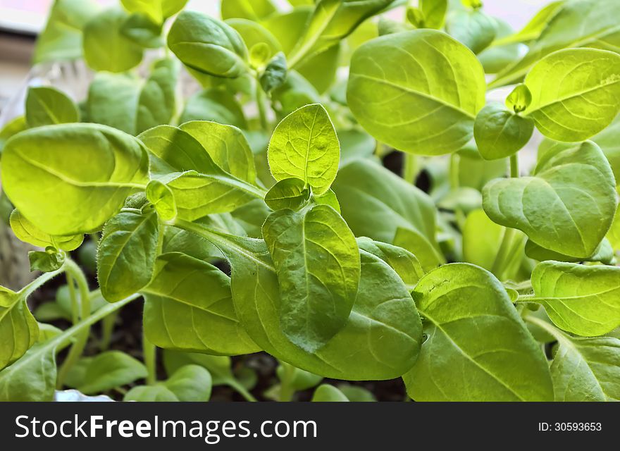 Petunia Seedlings