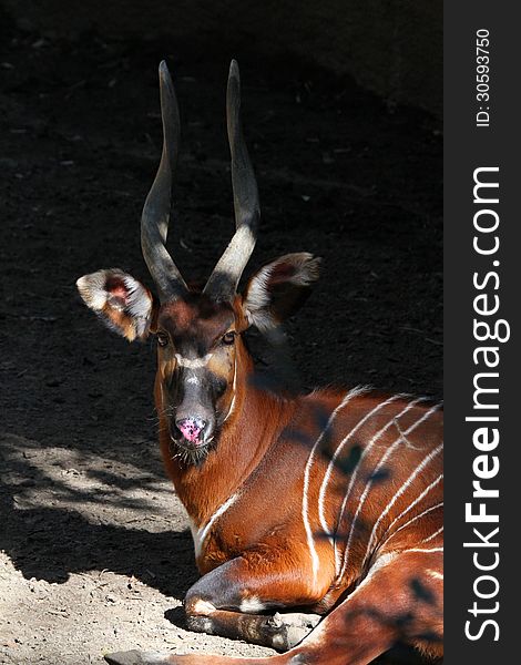 African Bongo sitting in scattered shade. African Bongo sitting in scattered shade