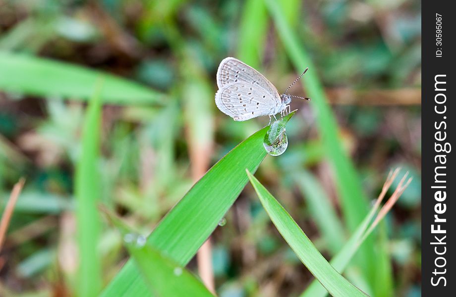 Mini butterfly grass and water drop in my lawn, Phayao Thailand.