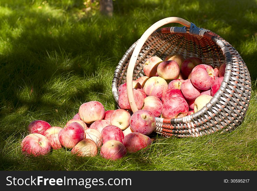 Basket of apples sprinkled on the grass