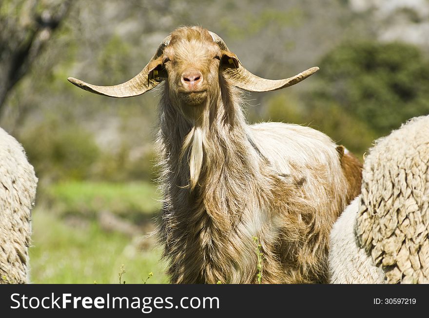 Brown goat