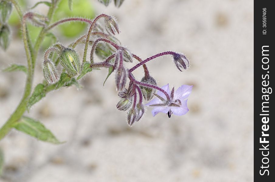 Flower of borago in my garden