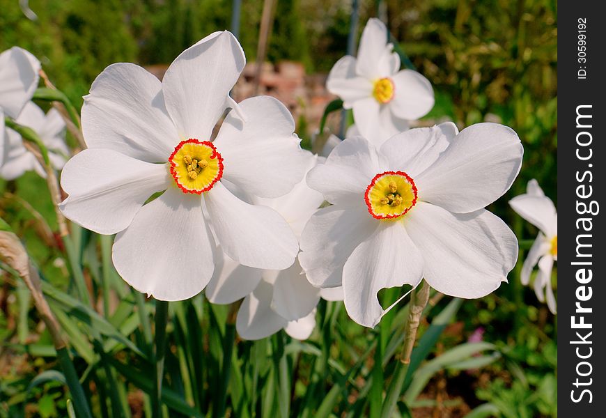 Narcissus in the spring time.