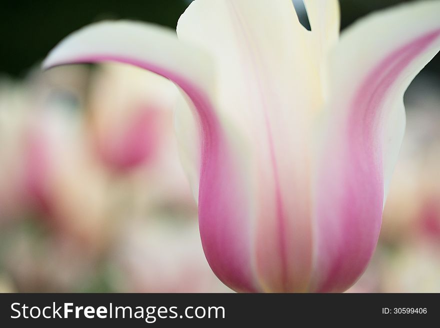 Close up and soft focus tulip. Close up and soft focus tulip