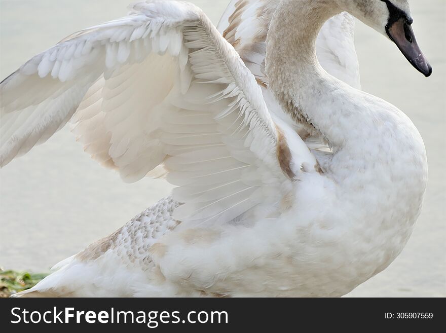 Majestic swan spread wings close details