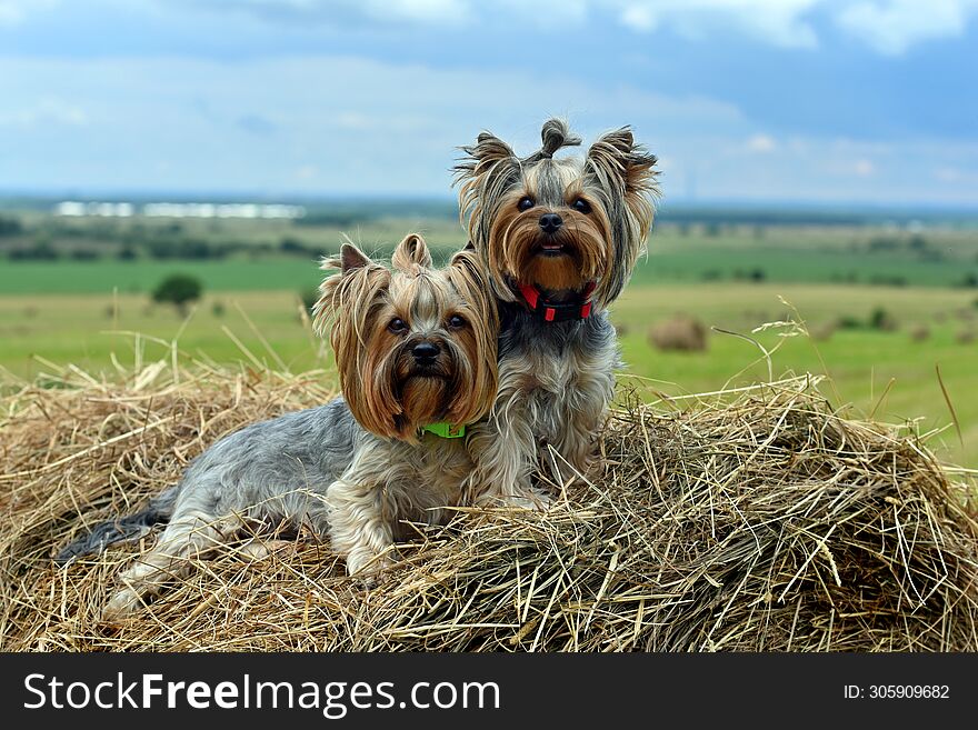 Yorkshire Terrier in the field on the hay