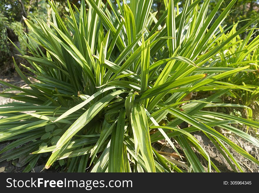 Pandan tree with lush and fresh leaves in the morning